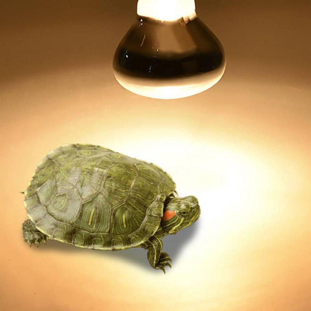 Turtle Temperature Controller  - đánh giá và giá Basking Bulb Halogen